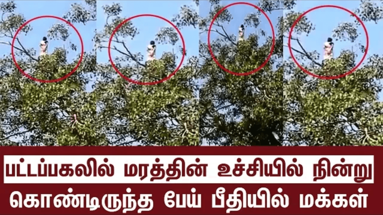 பட்டப்பகலில் மரத்தில் பேயா !!