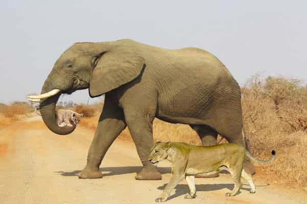 சிங்கத்தின் குட்டியை யானை சுமந்து சென்றதாக பரவும் படங்கள்..!