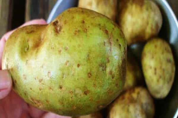 பச்சை நிற உருளைக்கிழங்கு விஷமா ?