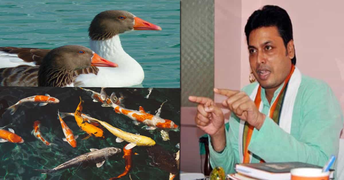 வாத்துகள் நீர்நிலைகளில் ஆக்ஸிஜன் அளவை அதிகரிப்பதாக திரிபுர முதல்வர் கூறினாரா ?