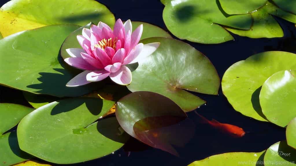 இந்தியாவின் தேசிய மலர் தாமரை இல்லை.