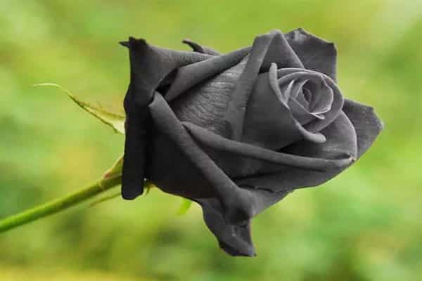 துருக்கியில் கருப்பு ரோஜாக்களா ?
