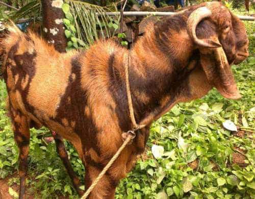 இந்தியாவில் மரபணு மாற்றப்பட்ட பிராய்லர் ஆடுகளா ?
