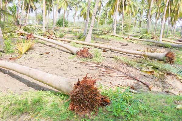 The uprooted coconut trees can be revived.