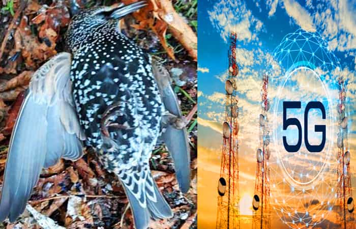 5G சோதனையால் பறவைகள் இறந்ததா ?| Fact check