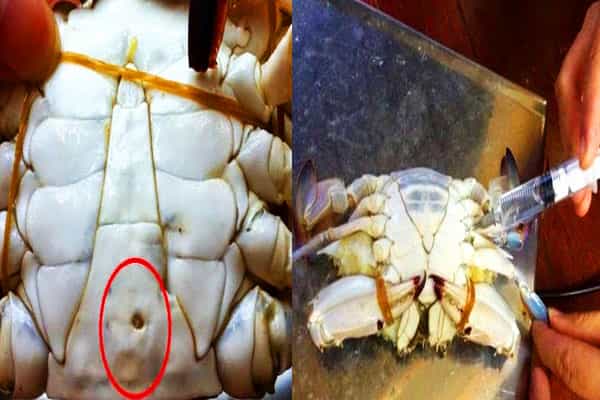சீனா ஏற்றுமதி செய்யும் நண்டுகளால் ஆபத்தா ?