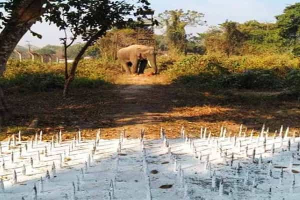 இரும்பு ஆணிகள் தடை வேலியால் யானைகள் இறப்பு | எங்கே ?