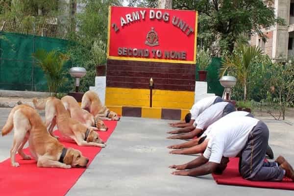 ராணுவ மோப்ப நாய்களுக்கு யோகா பயிற்சி அவசியமா ?