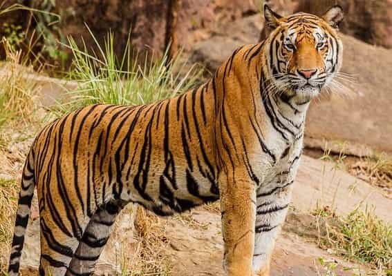 இந்தியாவில் புலிகளின் எண்ணிக்கை இருமடங்காக அதிகரிப்பா ?
