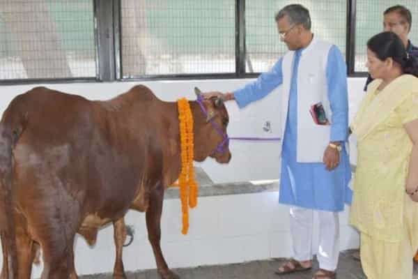 பசு மட்டுமே ஆக்சிஜனை வெளியேற்றும் - உத்தரகாண்ட் முதல்வர் பேச்சு !