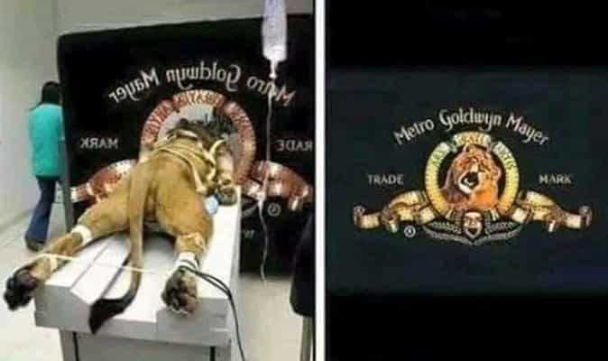 MGM நிறுவன லோகோவில் கர்ஜிக்கும் சிங்கத்தின் பின்புற தோற்றம்| உண்மை என்ன ?