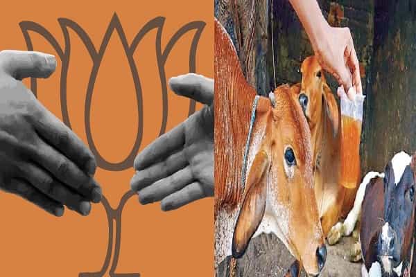 1 லி கோமியத்திற்கு 100 ரூபாய் தருவதாக தமிழக பிஜேபி அறிவித்ததா ?| உண்மை என்ன ?