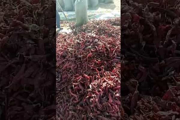 காய்ந்த மிளகாய்களுக்குள் சுற்றித் திரியும் எலிகள் | இந்தியாவைச் சேர்ந்ததா ?