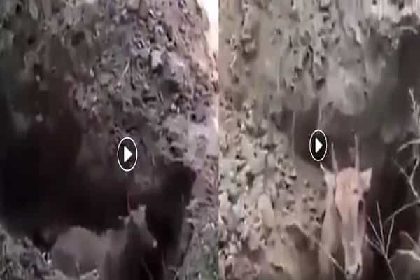 உயிருடன் குழியில் புதைத்து கொல்லப்படும் நிலகை இன மாடு| காரணம் என்ன ?