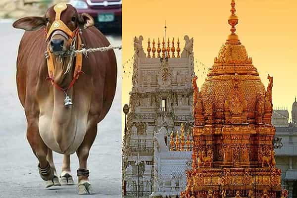 12 கோடி மதிப்புடைய புங்கனூர் பசுவின் புகைப்படங்கள்| உண்மை என்ன ?