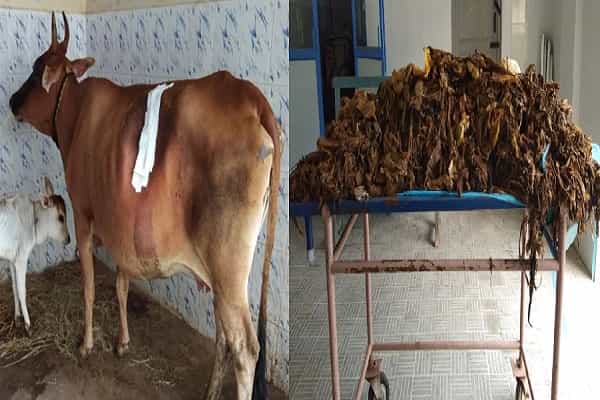 பசுவின் வயிற்றில் இருந்து 52 கிலோ பிளாஸ்டிக் அகற்றப்பட்டது| அச்சுறுத்தும் பிளாஸ்டிக் !