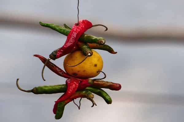 வாகனங்களுக்கு முன்பு எலுமிச்சை, மிளகாய் கட்டுவதற்கு அறிவியல் காரணம் இருக்கா ?