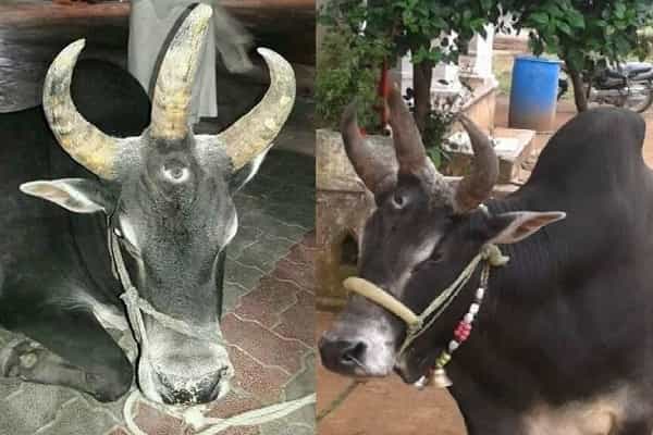 மூன்று கண்கள், மூன்று கொம்புகள் கொண்ட அதிசய காளையா ?| எங்குள்ளது ?