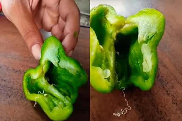 குடைமிளகாய்க்குள் இருப்பது மெல்லிய பாம்பு புழுவா ?| உண்மை அறிவோம்!