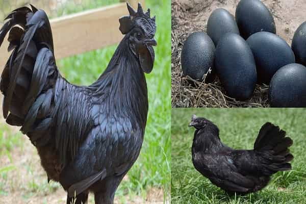 கருப்பு நிறத்தில் இருக்கும் கோழியின் முட்டையும் கருப்பா ?