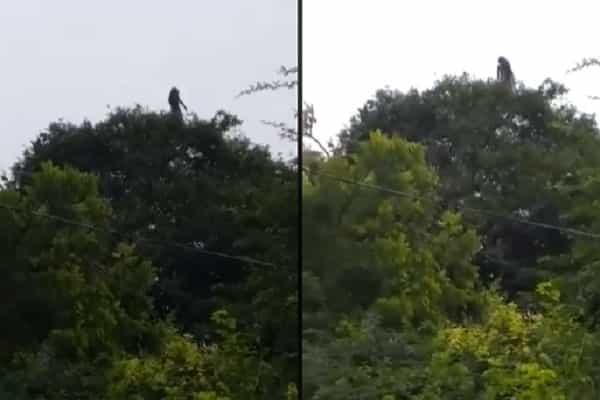 சிங்கப்பூரில் மரத்தின் உச்சியில் பெண் உருவில் பேயா ?| உண்மை என்ன ?