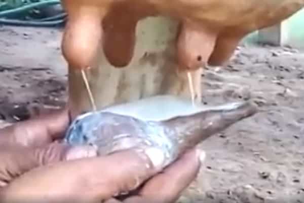 இதற்கு பெயர் தான் கோமாதா சங்கா ?| உண்மை என்ன ?