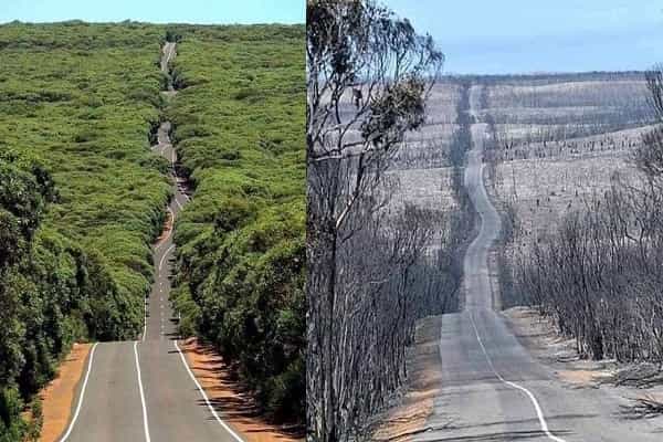 ஆஸ்திரேலியாவின் காட்டுத்தீக்கு முன்பும், பின்பும் வைரல் புகைப்படங்கள் !