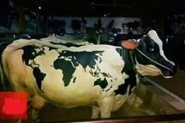 உடுப்பியில் பசுவின் உடலில் உலக வரைபடத்தின் தோற்றம்| ஃபேஸ்புக் வதந்தி.