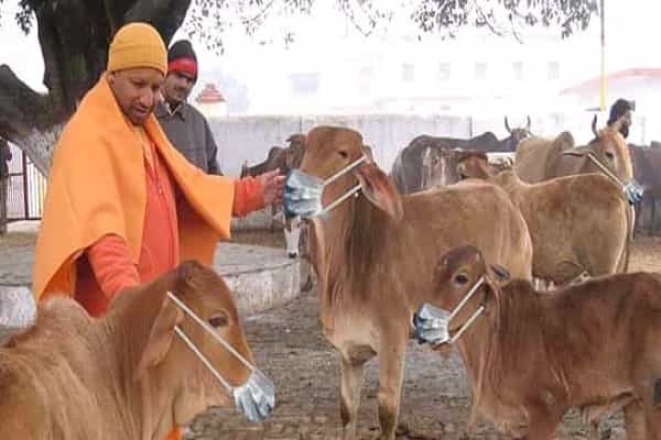 கொரோனா எதிரொலியால் உபி-யில் மாடுகளுக்கு மாஸ்க் அணிவிக்க உத்தரவா?
