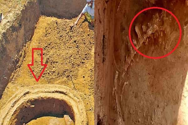 கீழடி அகழாய்வில் பெரிய அளவிலான விலங்கு எலும்புகள் கிடைத்துள்ளன!