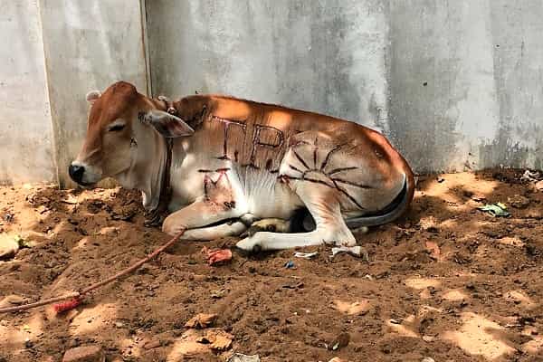கன்றுக்குட்டியின் உடலில் பொறிக்கப்பட்ட சூரியன் சின்னம்| தமிழகம் இல்லை, இலங்கை !