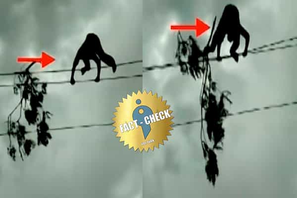மின்கம்பியில் கிளையை அகற்றிய ஊழியரின் வீடியோ நிவர் புயலின் போது எடுத்ததா ?