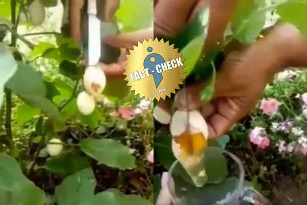 டெல்லி ஐஐடி-யைச் சேர்ந்தவர்கள் முட்டை செடியைக் கண்டுபிடித்தார்களா ?