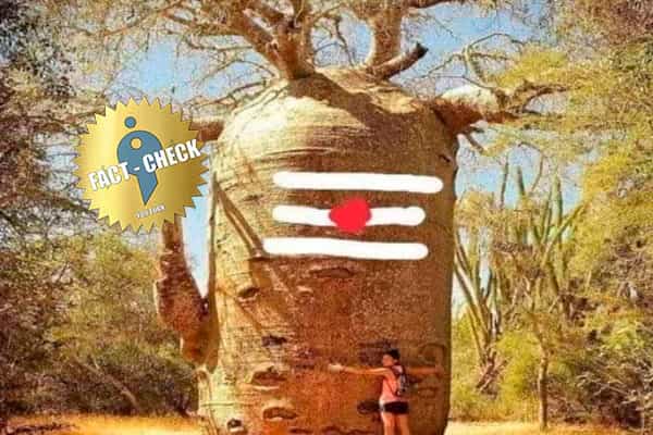 மடகாஸ்கரில் சிவலிங்க வடிவ மரம் எனப் பட்டைய போட்டு பகிரும் புகைப்படம் !