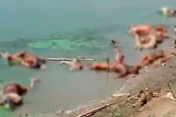 கங்கையில் மிதக்கவிடப்படும் இறந்தவர்களின் உடல்கள் | முழு விவரம் !