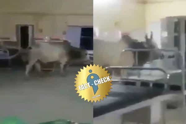 உத்தரப் பிரதேசத்தில் கொரோனா வார்டை மாடு பார்வையிட்டதா ?