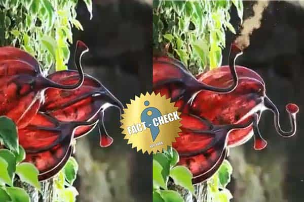 மூலிகை தாவரம் ஊது பாவை என வைரலாகும் விசித்திரமான வீடியோ | உண்மை என்ன ?