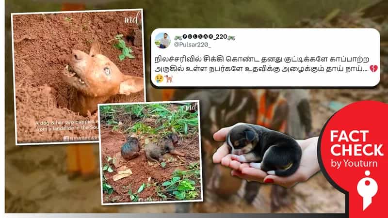 வயநாடு நிலச்சரிவில் சிக்கிய தனது குட்டிகளைக் காப்பாற்ற போராடிய நாய் எனப் பரவும் பழைய வீடியோ!
