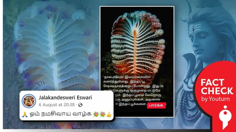 36 வருடங்களுக்கு ஒருமுறை மட்டுமே பூக்கும் நாகபுஷ்பம் இமயமலையில் வளர்ந்துள்ளதா? உண்மை என்ன?