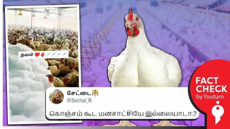 Detergent Powder-ன் நுரையை பயன்படுத்தி கோழிகள் வெள்ளையாக்கப்படுகிறதா? உண்மை என்ன?
