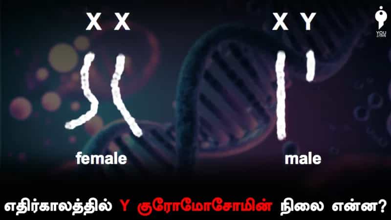 எதிர்காலத்தில் Y குரோமோசோமின் நிலை என்ன?