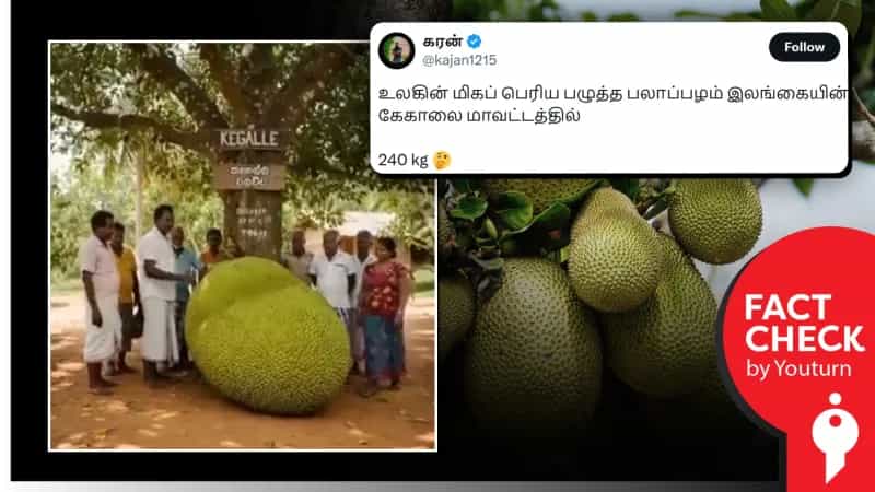 உலகின் மிகப் பெரிய பலாப்பழம் எனப் பரவும் AI வீடியோ!