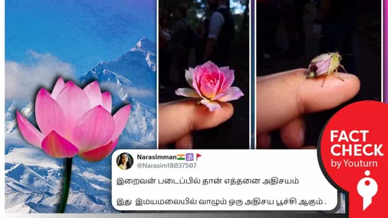இமயமலையில் வாழும் அதிசயப் பூச்சி எனப் பரவும் AI வீடியோ!