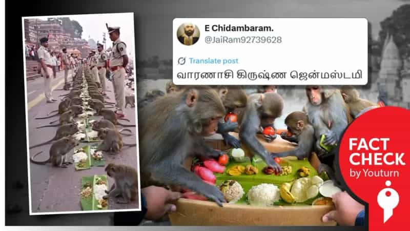 கிருஷ்ண ஜெயந்தி அன்று குரங்குகள் உணவு அருந்தியதாக பரவும் AI வீடியோ!