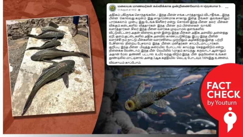 நீரில்லாமல் ஒரு மாதம் வரை வாழும் மீன் என்று பரப்பப்படும் தகவல்! உண்மை என்ன? 