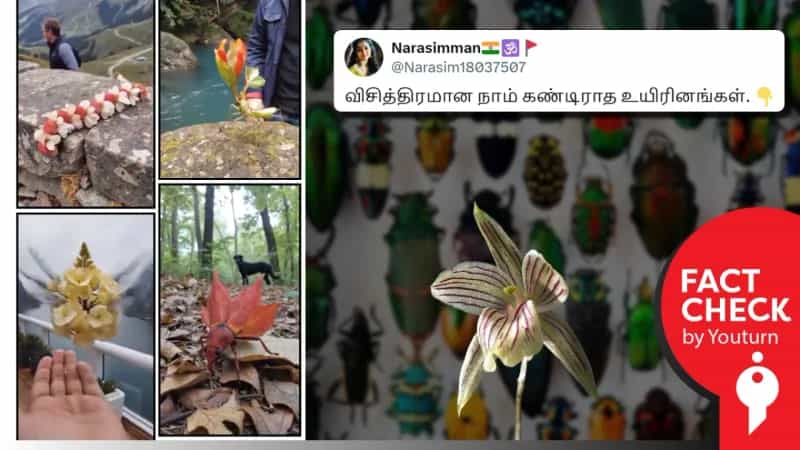 ‘விசித்திரமான உயிரினங்கள்’ என்று பரவும் AI வீடியோ!