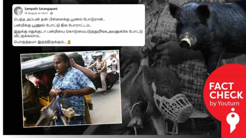 திராவிடர் கழகத்தினர் பன்றிக்கு பூணூல் அணிவித்து போராட்டம் நடத்தியதாக பரவும் பழைய வீடியோ!