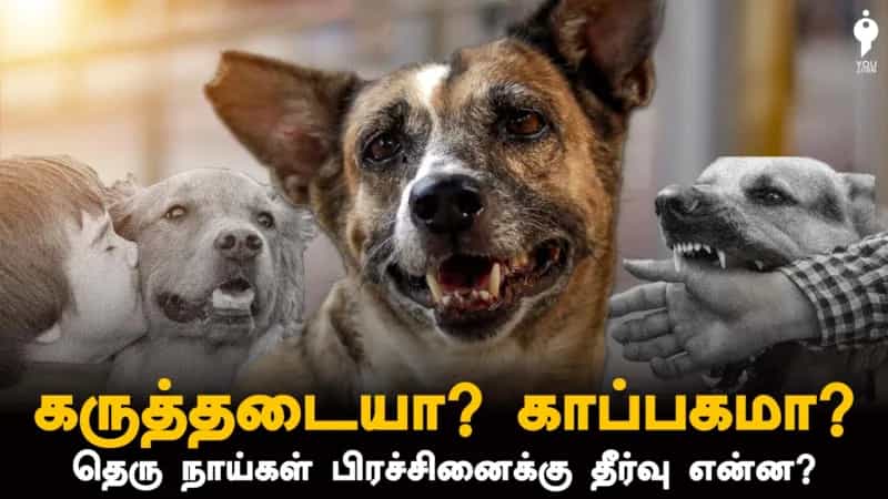 கருத்தடையா? காப்பகமா? தெரு நாய்கள் பிரச்சினைக்கு தீர்வு என்ன?