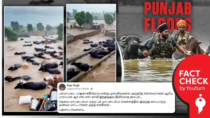 பஞ்சாப் வெள்ளத்தில் சிக்கித் தவிக்கும் கால்நடைகள் எனப் பரவும் AI வீடியோ!