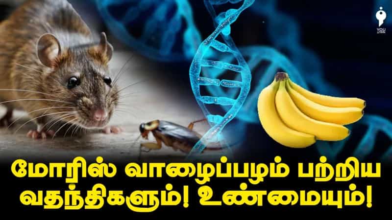 மோரிஸ் வாழைப்பழம் பற்றிய வதந்திகளும்! உண்மையும்!